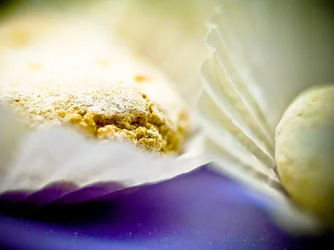 Sugar-dusted ricciarelli almond cookies