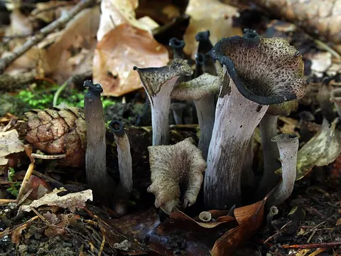 Fresh black trumpet mushrooms