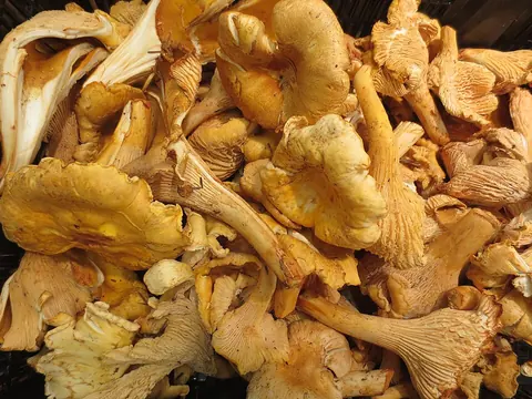 Fresh golden chanterelle mushrooms