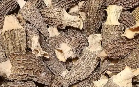 Dried true morel mushrooms with honeycomb caps