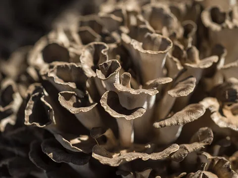 Fresh maitake mushroom cluster