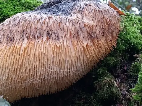 Fresh lion's mane mushroom growing on wood