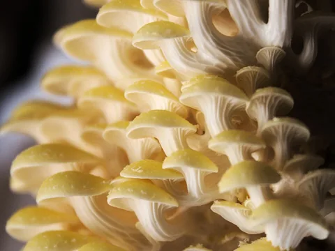 Fresh golden oyster mushroom cluster