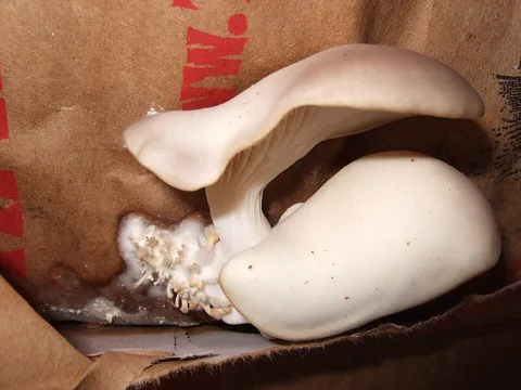 Fresh oyster mushroom cluster