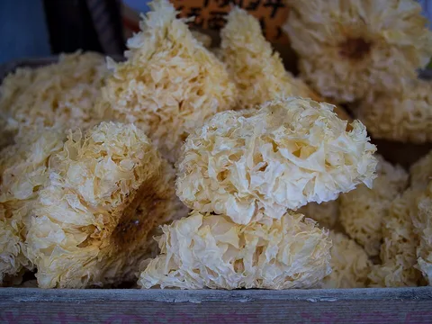 Dried snow fungus clusters
