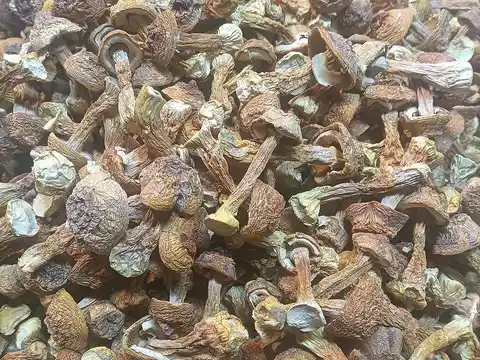 Dried matsutake mushroom pieces