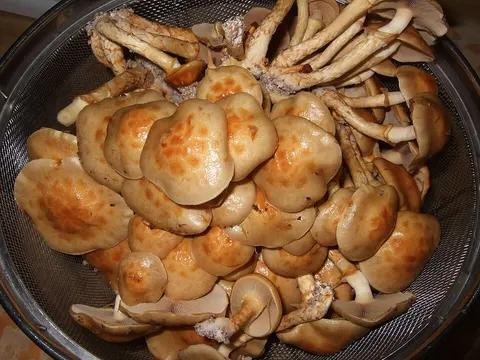 Fresh nameko mushrooms in a bowl