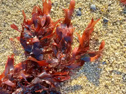 Atlantic dulse seaweed fronds