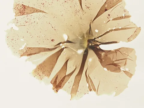 Atlantic laver herbarium specimen