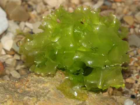 Sea lettuce seaweed leaves