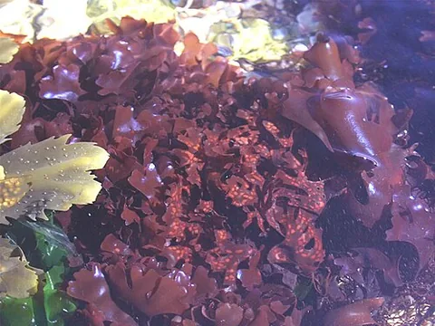 Irish moss seaweed fronds