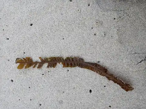 Atlantic winged kelp botanical specimen