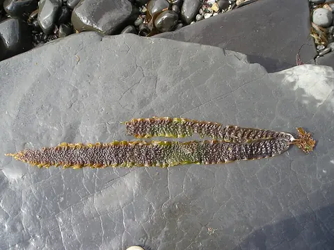 Sugar kelp seaweed leaf