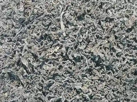 Dried wakame leaves