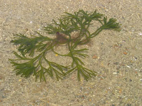 Codium velvet fingers seaweed