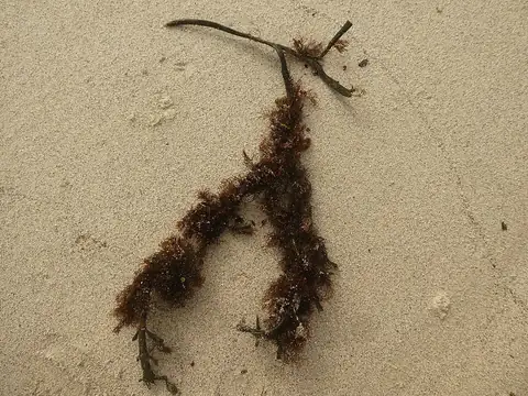 Ocean truffle seaweed specimen