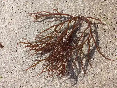 Ogonori Gracilaria seaweed fronds