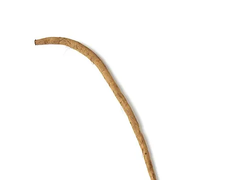 Fresh burdock root