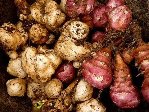 Fresh Jerusalem artichoke tubers