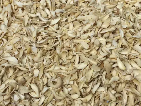 Dried edible lily bulb scales