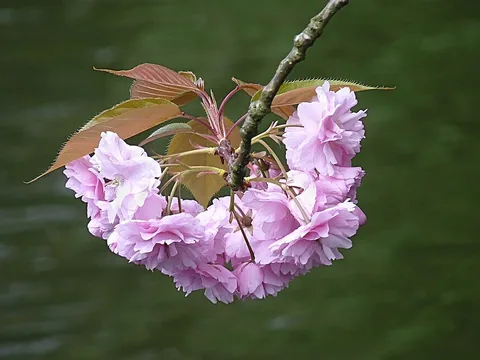 Fresh Kanzan sakura blossom clusters
