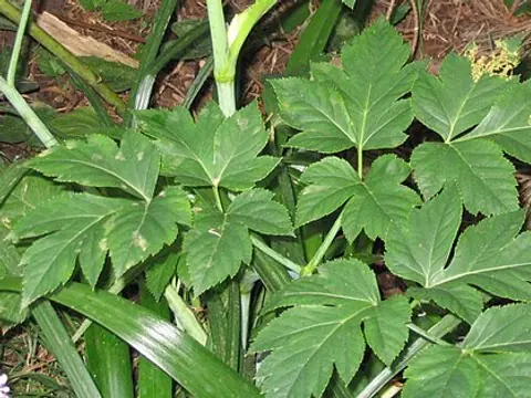 Fresh ashitaba leaves