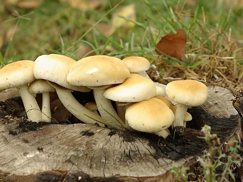 Fresh pioppino mushrooms on poplar wood
