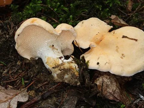Fresh hedgehog mushroom fruiting bodies