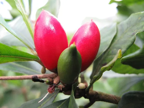Fresh Miracle fruit ingredient reference