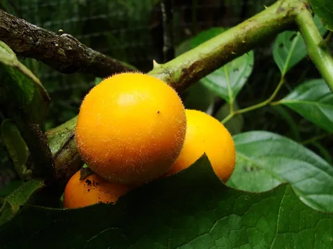 Fresh Lulo / naranjilla ingredient reference