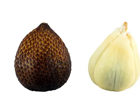 Fresh Salak ingredient reference