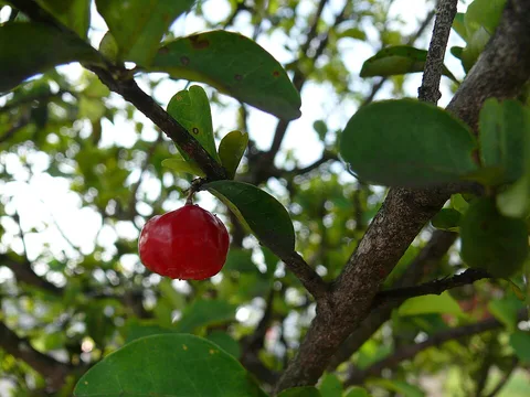 Fresh Acerola ingredient reference