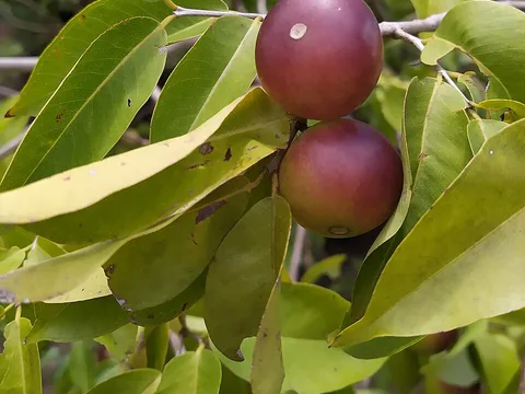 Fresh Camu-camu ingredient reference