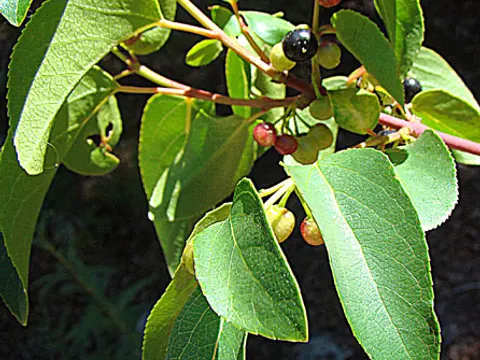 Fresh Maqui ingredient reference