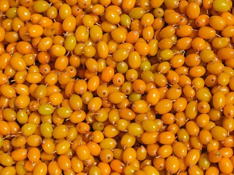 Fresh Sea buckthorn ingredient reference