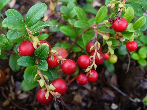 Fresh Lingonberry ingredient reference
