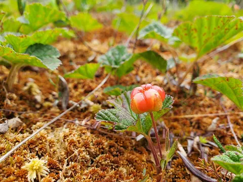 Fresh Cloudberry ingredient reference