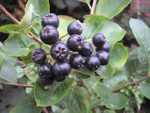Fresh Aronia / chokeberry ingredient reference