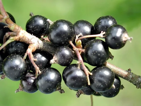 Fresh Blackcurrant ingredient reference