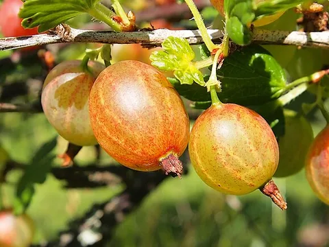 Fresh European gooseberry ingredient reference