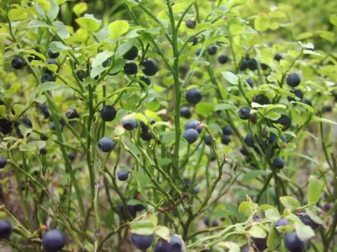 Fresh Wild bilberry ingredient reference