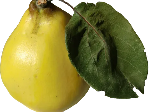 Fresh Quince ingredient reference