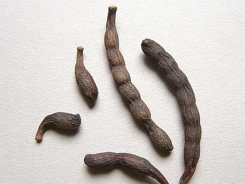 Dried grains of Selim pods on a plain white surface