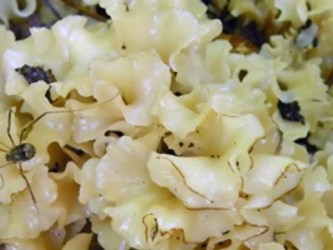Close view of fresh cauliflower mushroom frills