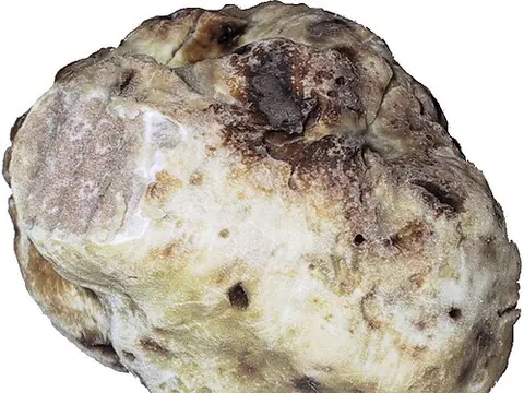 Cleaned whole white truffle on a plain background