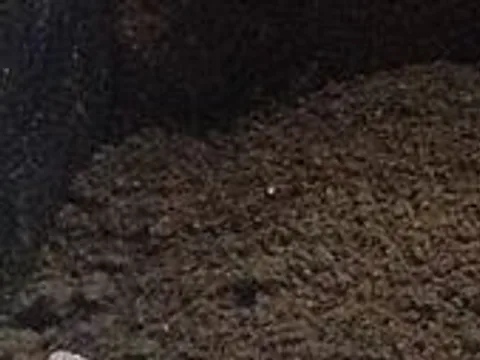 Close view of identified Atocpan mole powder