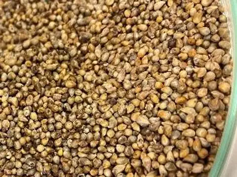 Pearl millet grain ingredient reference
