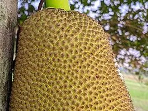 Whole jackfruit ingredient reference
