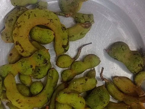 Green tamarind pods ingredient reference