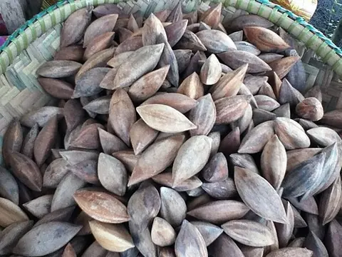 Pili nuts in their shells